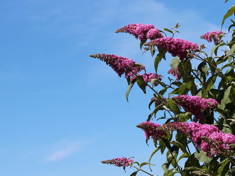 Das Foto zeigt lila Sommerflieder im Garten