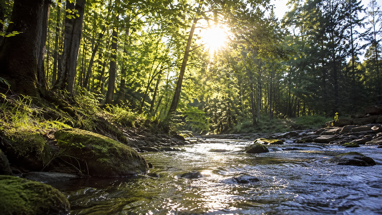Ein flacher Bach fließt durch einen sonnenbeschienenen Wald und spiegelt das Licht der tiefstehenden Sonne wider.