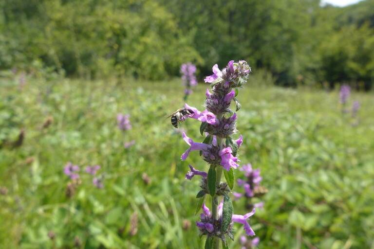 Eine Biene sitzt auf einer lila Blume inmitten einer grünen Wiese.